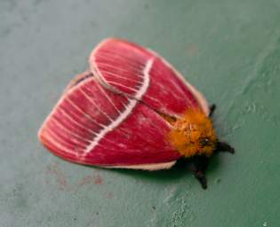 Moth Xxx Red Orange