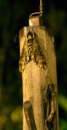 Moth