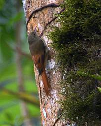 Olivaceous Woodcreeper