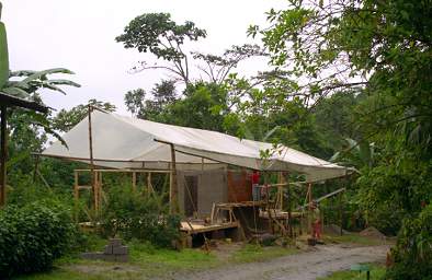 Umbrellabird Construction