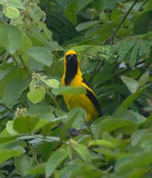 Yellow Tailed Oriole