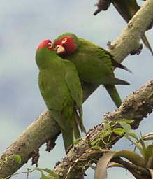 Red Masked Parakeet