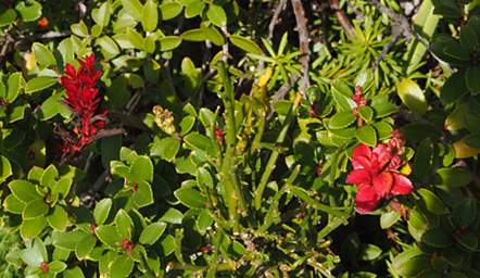 Alps Shrub Xxx Red Leaves