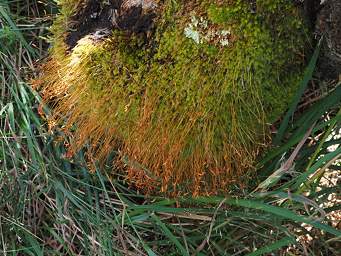 Alps Grass Xxx
