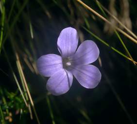 Alps Flower Xxx Blue