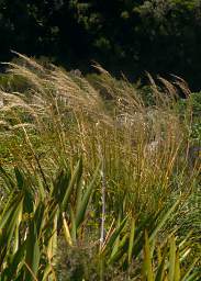 Alps Grass
