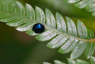 Whanganui R Bushy Park Xxx Blue Beetle