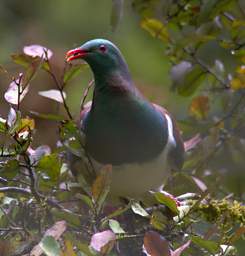 Alps Bird New Zealand Pigeon Kereru Hemiphaga Novaeseelandiae