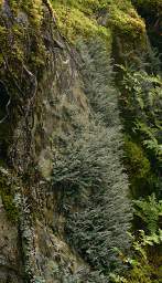 Alps Moss
