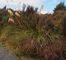 Tongariro Grass Heather