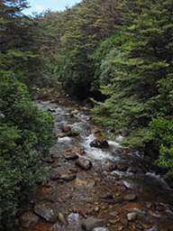 Tongariro Stream