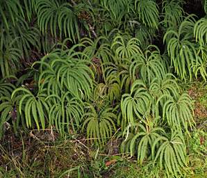 Tongariro Ground Ferns
