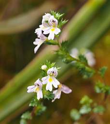 Tongariro Flower Xxx White Yellow