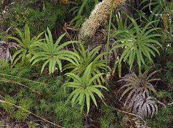 Tongariro Ground Ferns