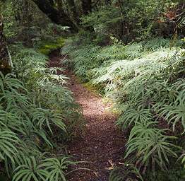 Tongariro Ground Ferns