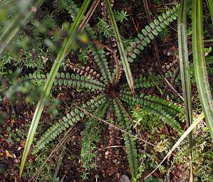 Tongariro Ground Fern