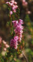 Tongariro Flower Heather