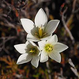 Tongariro Flower Xxx White Yellow