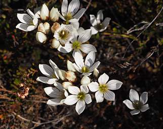 Tongariro Flower Xxx White Yellow