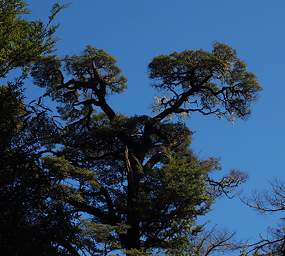 Nelson Lks Tree Beech