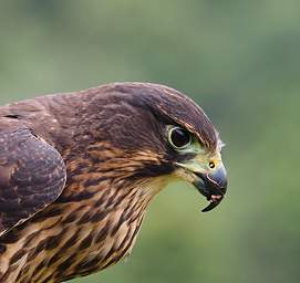 Rotorua Wingspan New Zealand Falcon Falco Novaeceelandiae