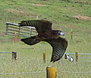 Rotorua Wingspan New Zealand Falcon Falco Novaeceelandiae