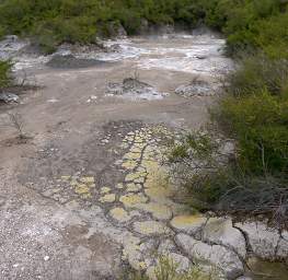Rotorua Whakarewarewa Mud Pots