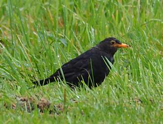 Stewart Is Bird Blackbird Turdus Marula