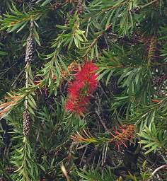Stewart Is Tree Pohutukawa Metrosideros