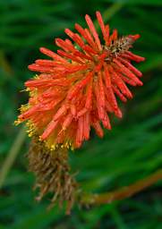 Invercargill Flower Xxx Orange