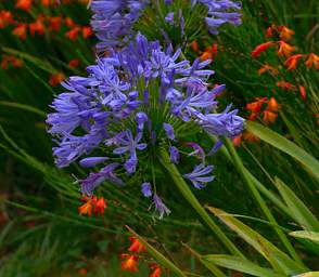 Stewart Is Flower Xxx Blue
