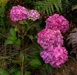 Stewart Is Flower Xxx Pink