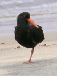 Stewart Is Bird Variable Oystercatcher Haematopus Ostralegus Finschi