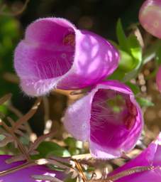 Stewart Is Flower Xxx Lavender