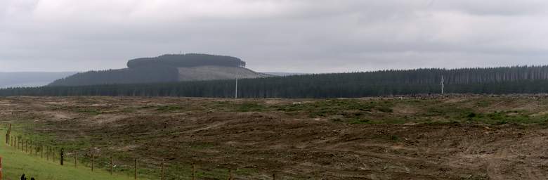 Taupo Industrial Forest