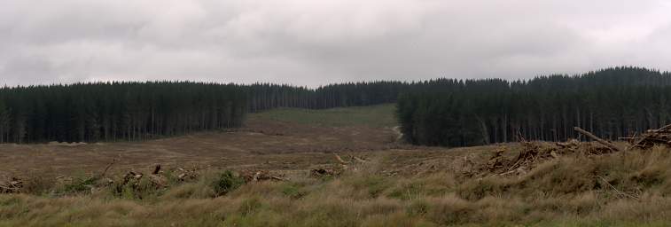 Taupo Industrial Forest