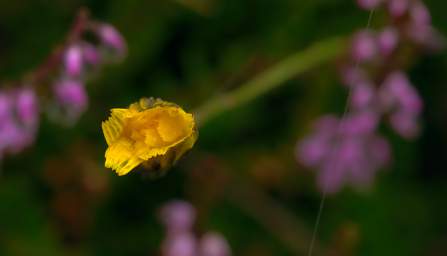 Tongariro Flower Xxx Yellow