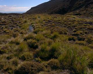 Tongariro Stream Grass