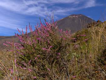 Tongariro Heather Mt Ngauruhoe