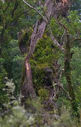 Tongariro Snag