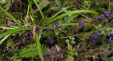 Tongariro Inkberry Turutu Dianella Nigra