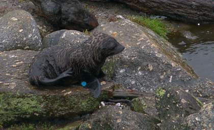 WCst New Zealand Fur Seal Baby
