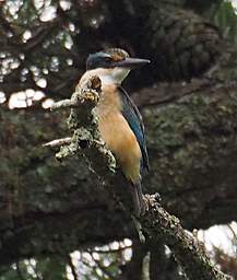 Waihi RT Bird New Zealand Kingfisher Halcyon Sancta Vagans
