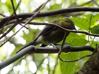 Wellington Zealandia Bird Bellbird Anthornis Melanura