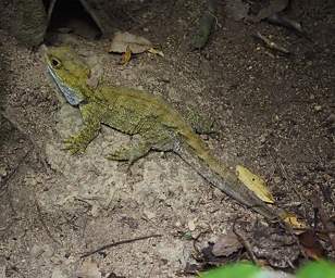 Wellington Zealandia Tuatara