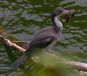 Wellington Zealandia Bird Pied Shag Phalocrocorax Varius