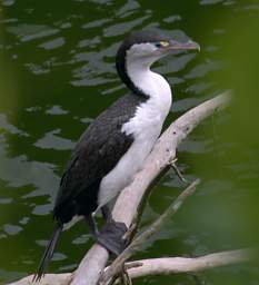 Wellington Zealandia Bird Pied Shag Phalocrocorax Varius