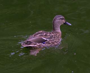 Wellington Zealandia Bird F Mallard