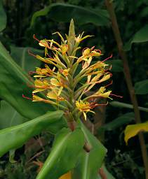 Wellington Flower Xxx Yellow Red