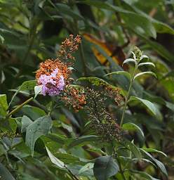 Whanganui R Flower Xxx Pink Orange